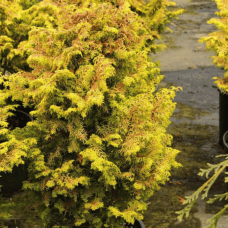 Кипарисовик туполистий 'Melody'